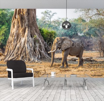 Bild på African Elephant Loxodonta walking past a large tree